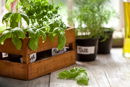 Easy Foods to Grow on Your Balcony or Window Sill